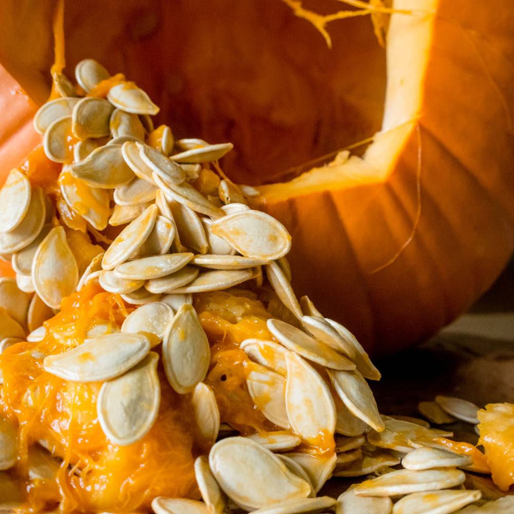 Can Birds Eat Pumpkin Seeds; The Best Way to Feed Them BeakyBites